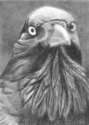 Princely Raven - ACEO