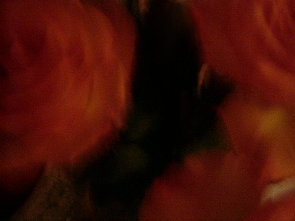 Rosas 
