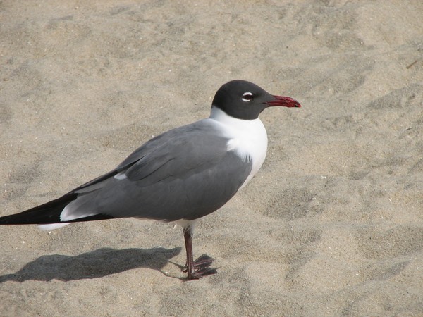 Sea gull