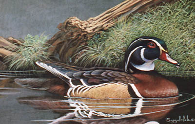 Back Water Woodie