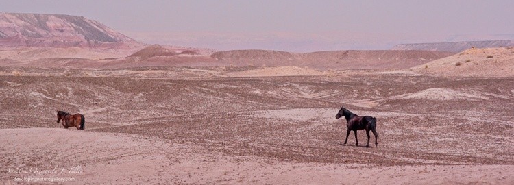  American Desert Horses P8652