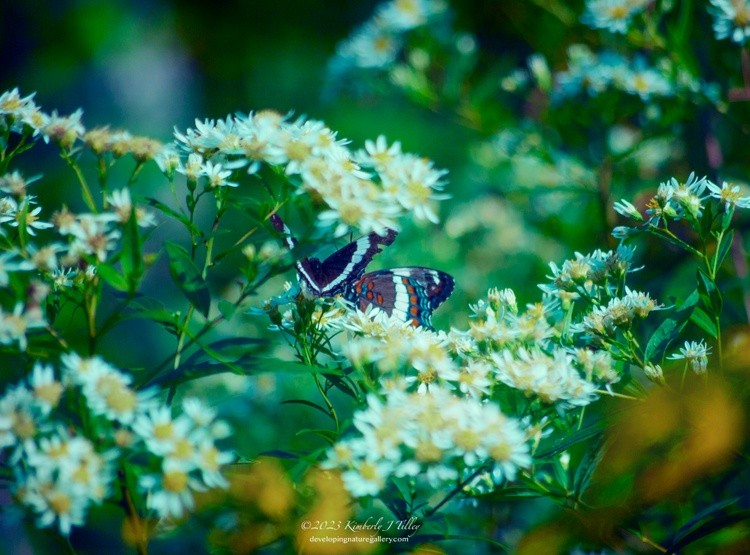 White Admiral Butterlfies P2346