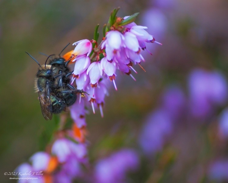 Orchard Mason Bees in the Heather P3112