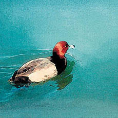 Canvasback