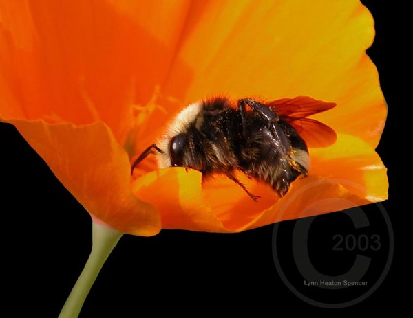 Poppy and Bee