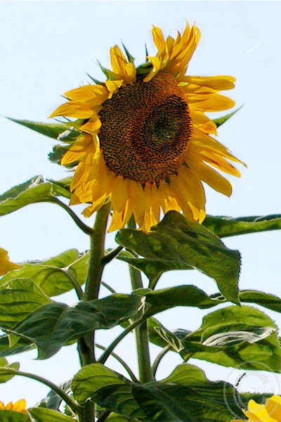 Floral Sunshine