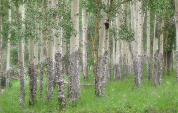 Summer Aspen Grove