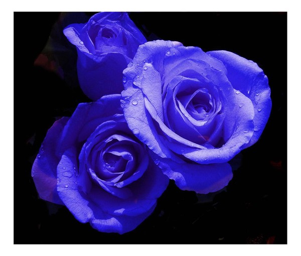 Blue Roses