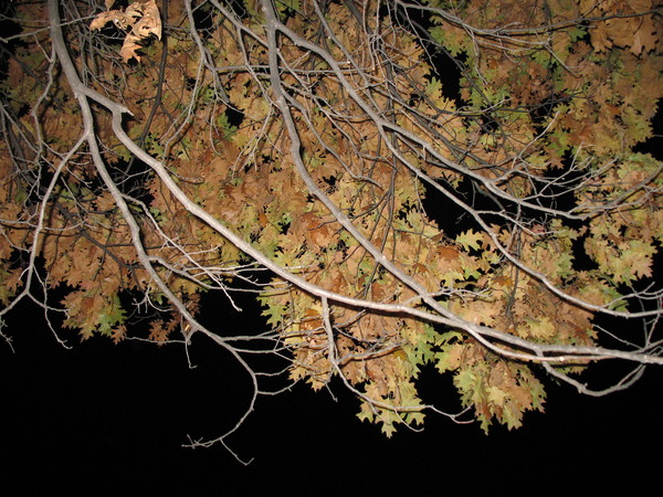 Tree Branch