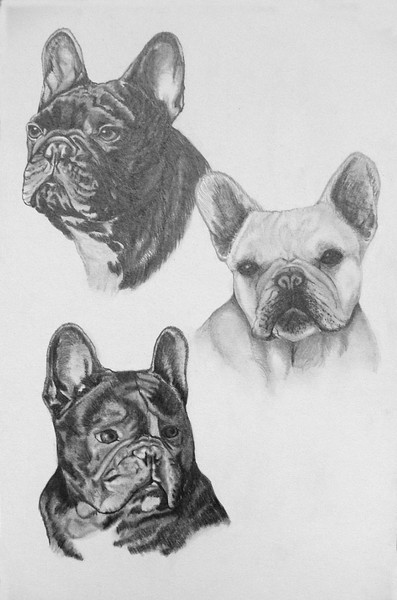 Champion Frenchies Collage.