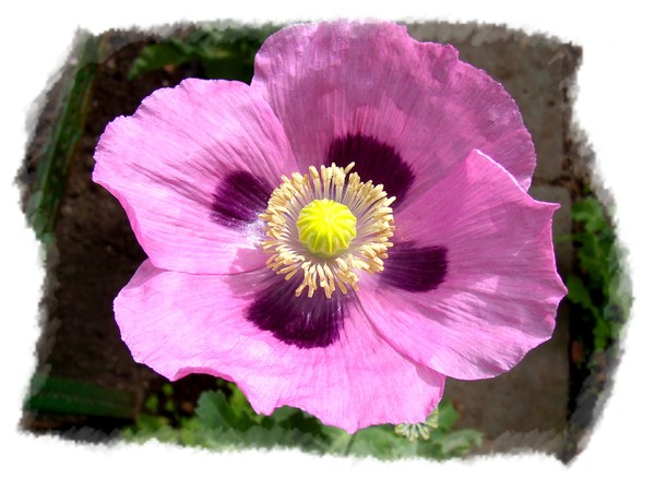 My friend Poppy