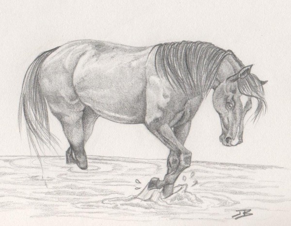 Morgan in the Water