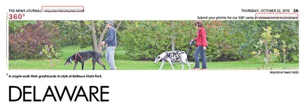 260th News Journal Panorama-Walking Greyhounds