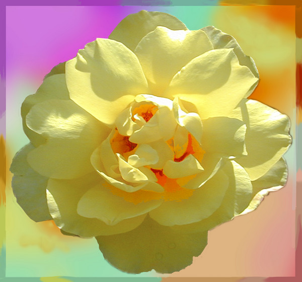 A Winter Rose