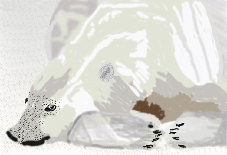 Polar Bear at Rest O937