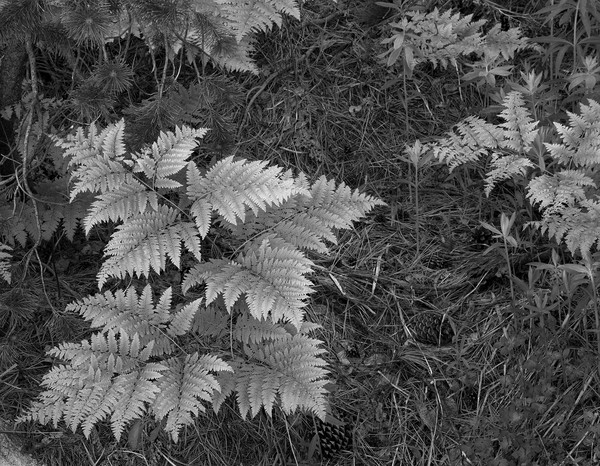wagner ferns 0488