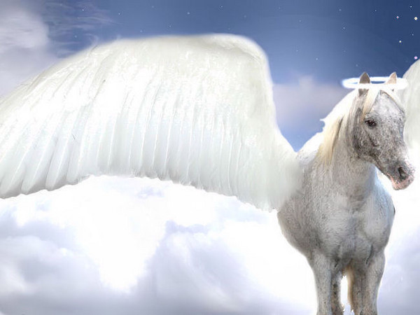 Spuddy Angel