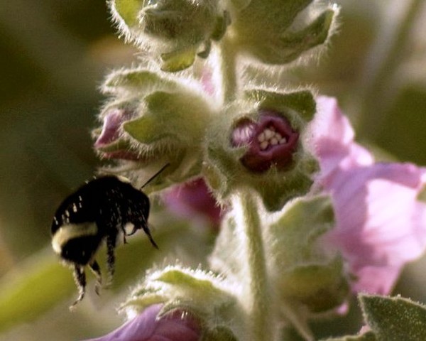 Yippee!  Hollyhock!
