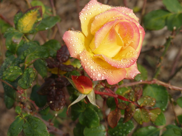 A Rose for You!