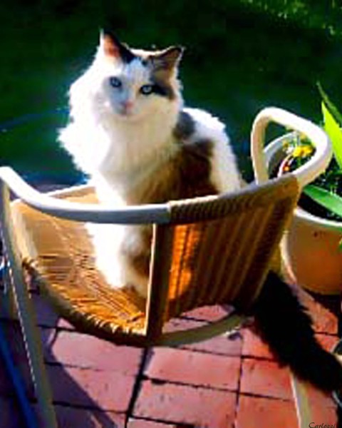 My Beautiful KarmaCat