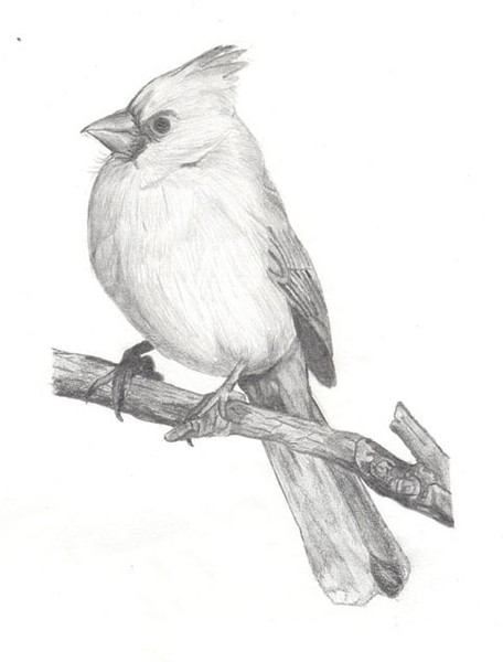 bird