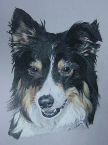 Border Collie dog