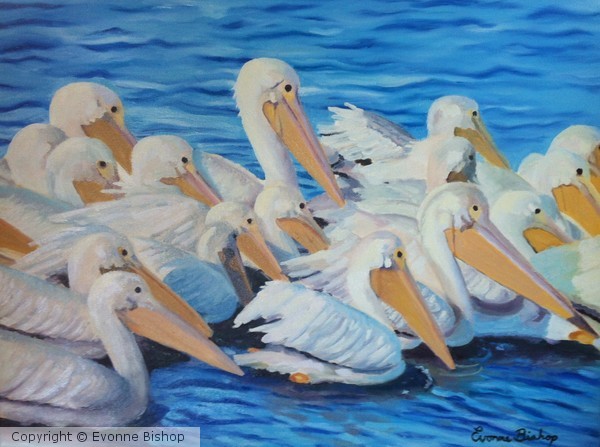 Pelican Enjoyment