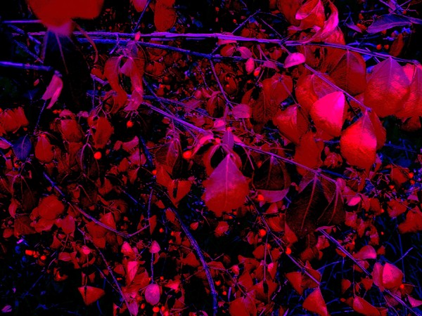 In the Night Garden