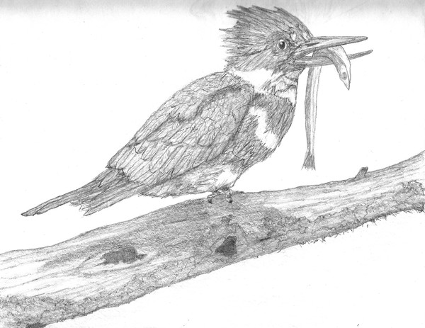 Kingfisher