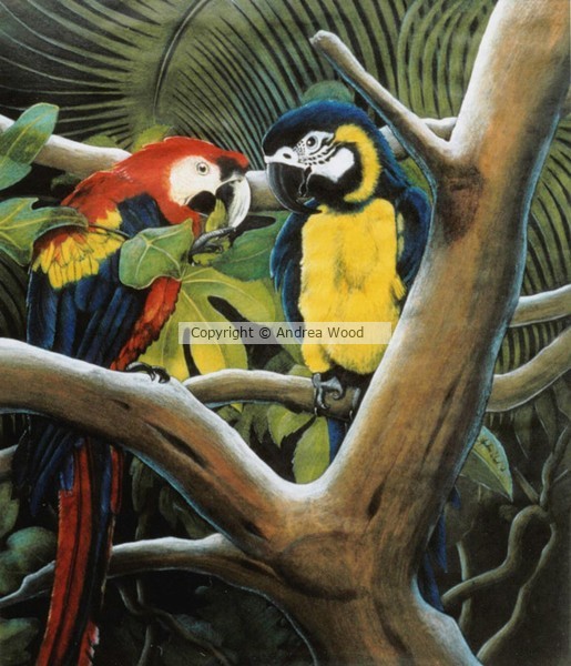 Florida Parrots