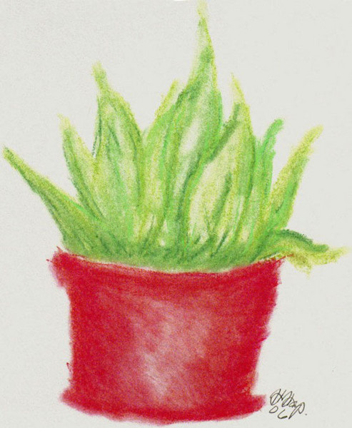 Plant