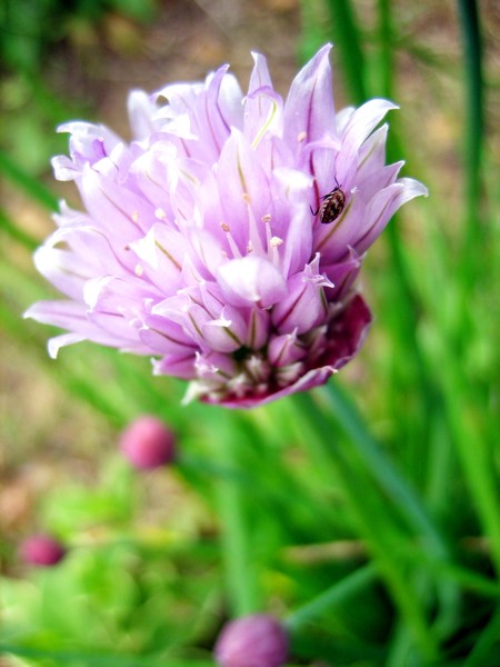 Purple and Pink