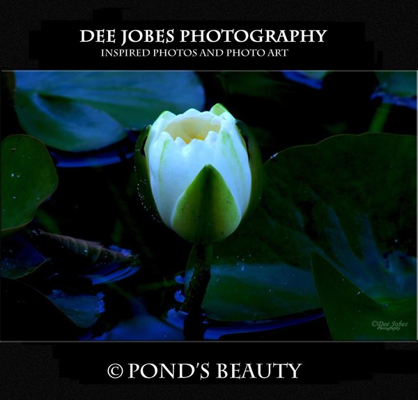 POND'S BEAUTY