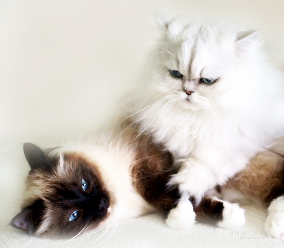 Brothers