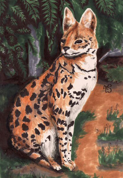 Serval Cat