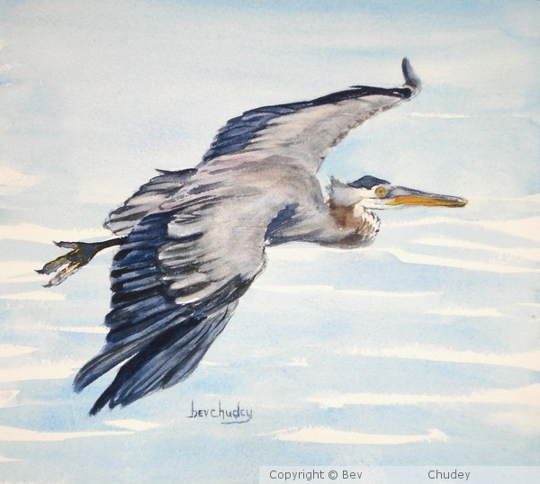 Heron  in Flight