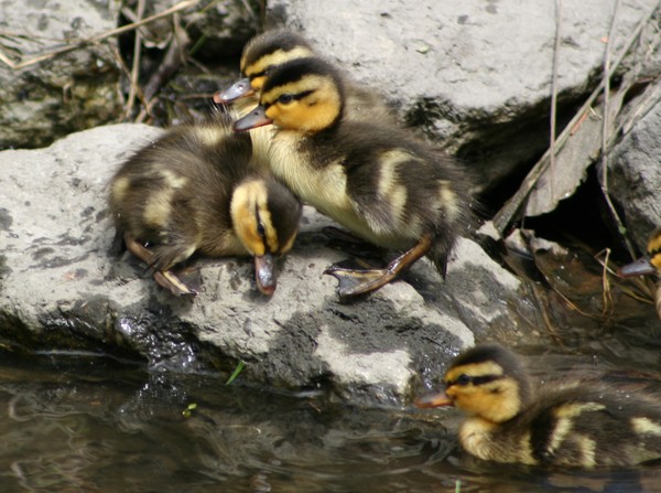 More cuddlie duckies