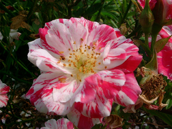 Polychromatic candy cane rose