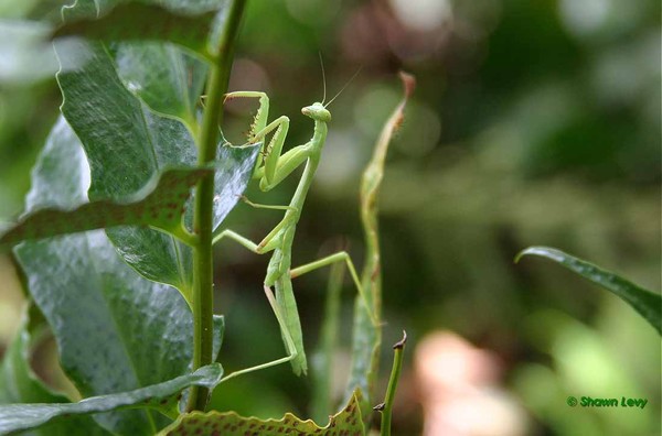Mantis!