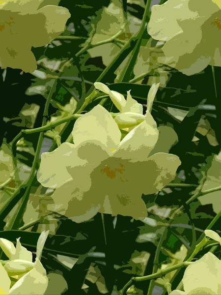 Yellow Flowers (Two)