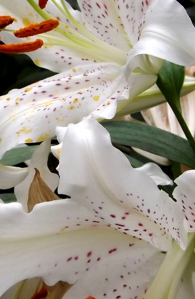 White Lilies (One)
