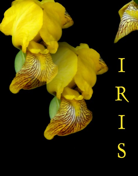 The Yellow Iris