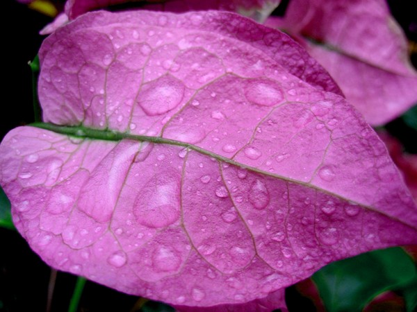 Rainy Day