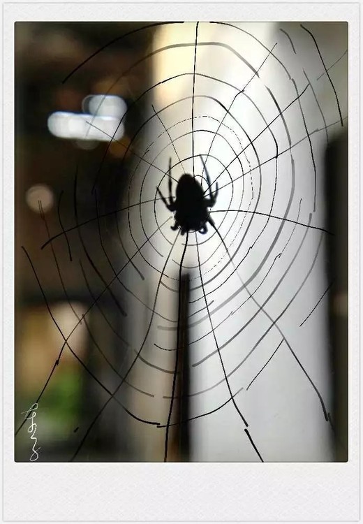 Spider King