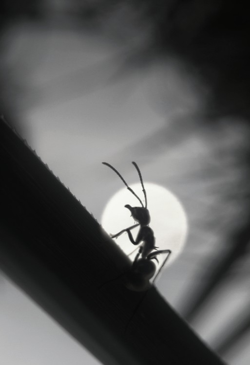An Ant in Moonlight