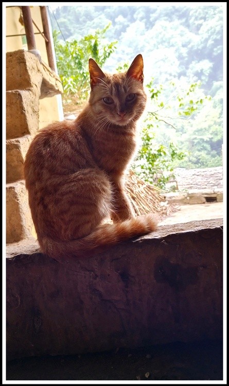 door cat