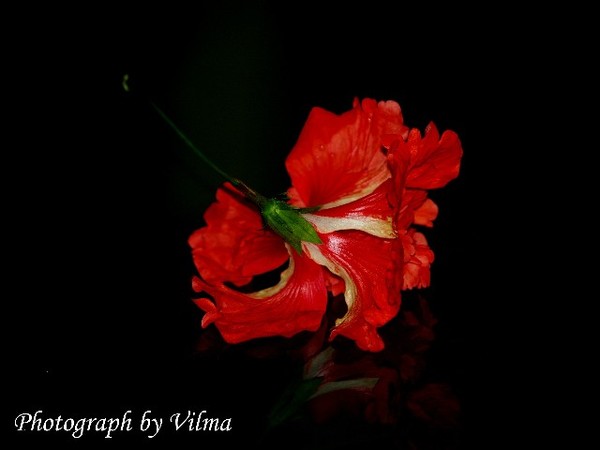 Una Flor