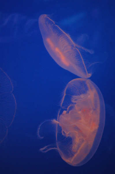 Jellyfish
