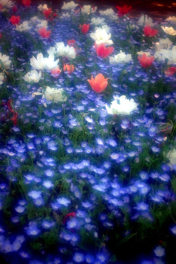 Sea of Flowers  (copyright 1999 Cella)