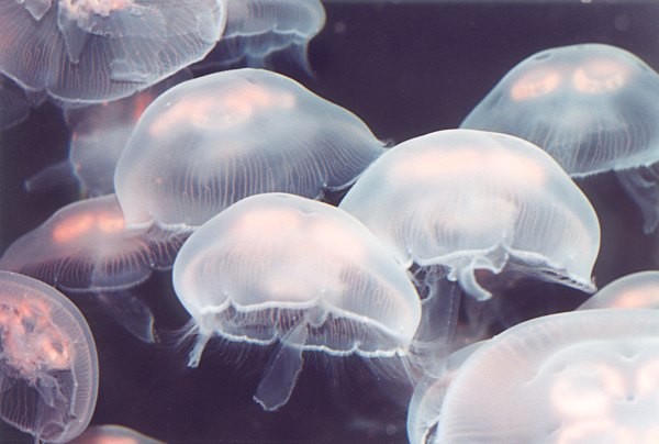 Moon Jellyfish
